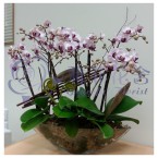 OF-003 6支優雅蘭花連盆