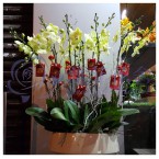 OF-004 10支優雅蝴蝶蘭花連盆