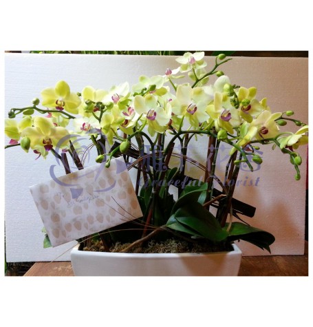 OF-006 10支優雅蝴蝶蘭花連盆