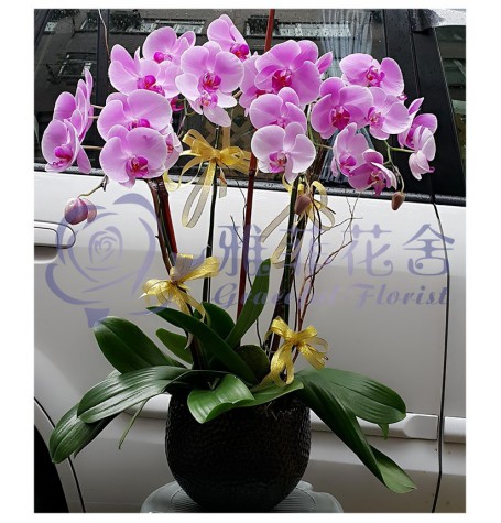 OF-014 5支優雅蝴蝶蘭花連盆