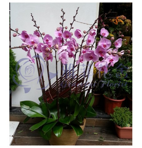 OF-015  12支優雅蝴蝶蘭花連盆